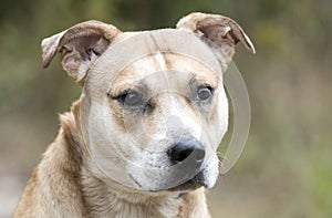 Lost dog Bulldog with sad eyes waiting for adoption
