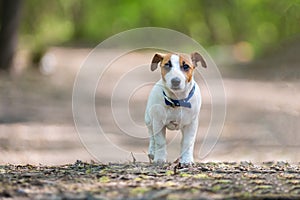 Lost dog jack russell terrier in the forest