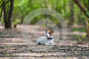 Lost dog jack russell terrier in the forest