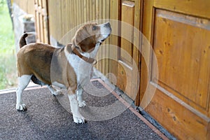 Lost dog is looking for a home, waiting for the owner near the door. Sad beagle