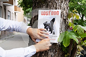 Lost Dog Poster photo