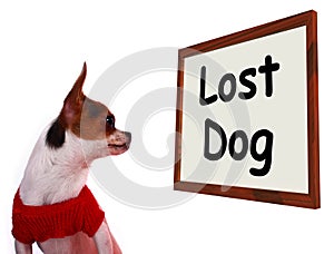 Lost Dog Sign Showing Missing Or Runaway Puppy
