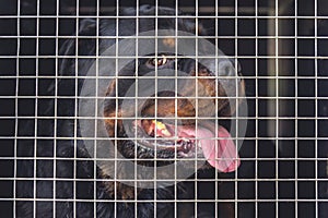 The lost dog sits in a cage behind a lattice in expectation of the new owner. Shelter for stray dogs