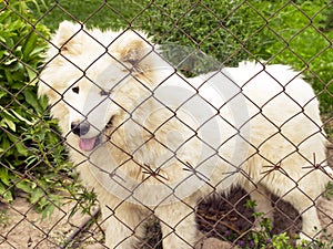 A lost dog is sitting in a cage. Kennel for dogs. Homeless animal. Animal protection.
