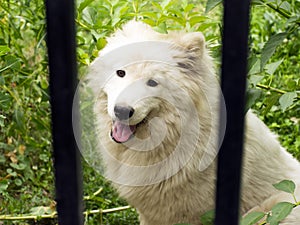 A lost dog is sitting in a cage. Kennel for dogs. Homeless animal. Animal protection.