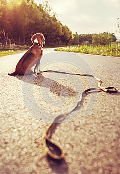 Lost dog sitting on the road alone