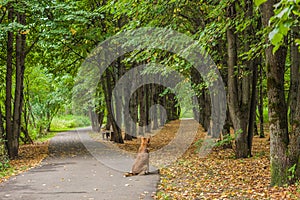 Lost dog is waiting for the owner in a city Park.