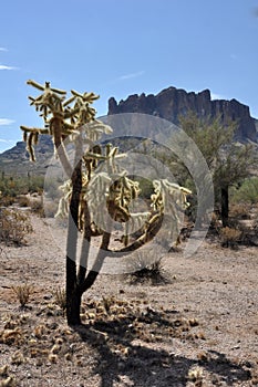 Lost Dutchman State Park