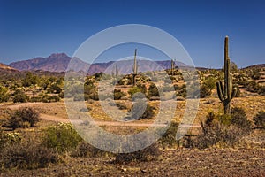 Lost Dutchman State Park Saguaros