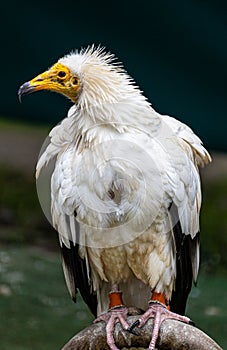 The guard of the Egyptian vulture photo