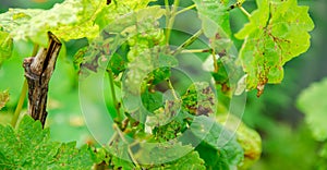 Lost grape leaves close up. Bad harvest. Leaves affected by disease. Fungal, bacterial and viral lesions. Plant pests and