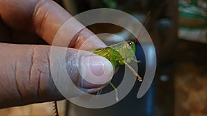 Lost Green Grasshopper Caught at Night