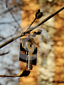 Lost keys hanging on the chestnut tree brunch
