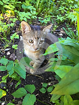 A lost kitten in the green grass