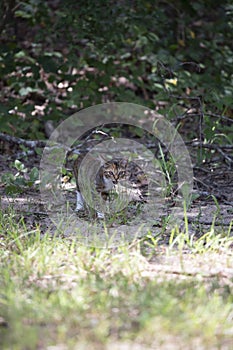 Lost Kitten In The Forest