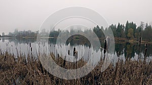 Lost Lagoon Fog and Cattails Vancouver 4K UHD