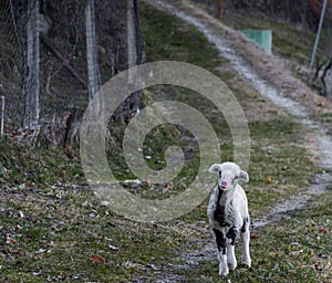 A lost lamb searching for its parents