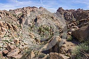 Lost Palms Oasis, Joshua Tree National Park, California