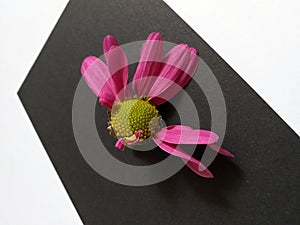 Lost petals of a Pink Gerbera