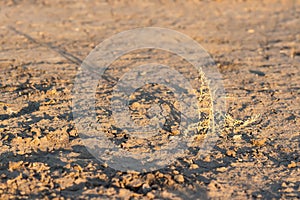 Lost plant on the drought land earth dried without rain