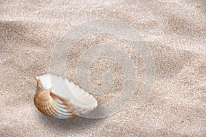 LOST SEA SHELL ON THE SAND photo