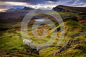 Lost sheep in Quiraing