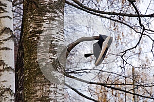 Lost shoe hanging on tree branch