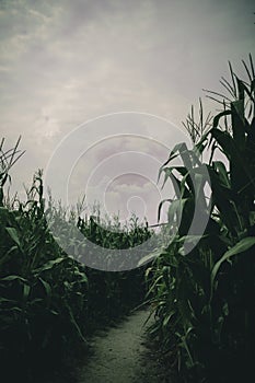 Lost in spooky summer corn maze run