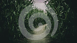 Lost in spooky summer corn maze run