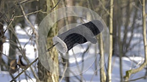 Lost winter mittens hanging on a tree branch in the wind