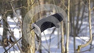 Lost winter mittens hanging on a tree branch in the wind