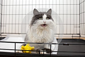 Lost yard gray-white cat sits in open cage in a shelter and meows