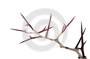 a lot of acacia branches with thorns isolated on white background. concept thorny wreath. danger
