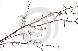 a lot of acacia branches with thorns isolated on white background. concept thorny wreath, danger, caution.