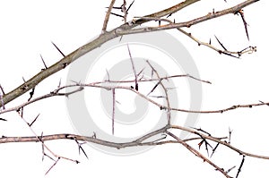 a lot of acacia branches with thorns isolated on white background. concept thorny wreath, danger, caution.