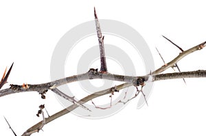 a lot of acacia branches with thorns isolated on white background. concept thorny wreath, danger, caution.