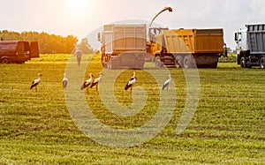 A lot of agricultural machinery on the field in summer. Grass bevel. Harvesting hay for the winter. Lots of storks