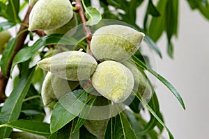 A lot of almonds hanging of a tree