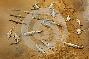 A lot of American crocodiles, Crocodylus acutus, beach near the river water. Wildlife scene from nature, Tarcoles, Costa Rica. Dan