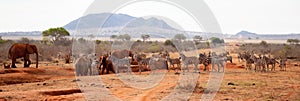 A lot of animals, zebras, elephants standing on the waterhole