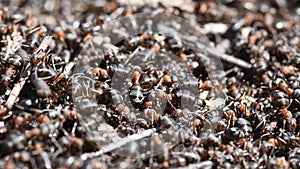 A lot of ants are crawling in the anthill