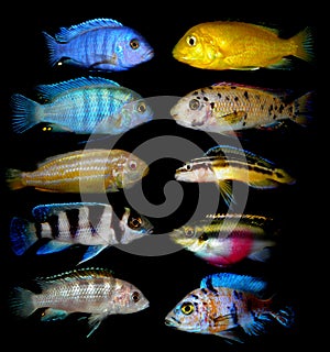 Lot of aquarium fishes from cichlidae family