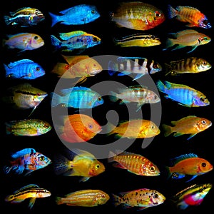 Lot of aquarium fishes from cichlidae family photo