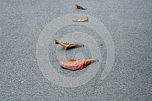 A lot of arranged in rows dry leaves fall on asphalt road, autumn concept