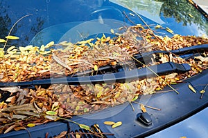 A lot of autumn leaves on a car windshield