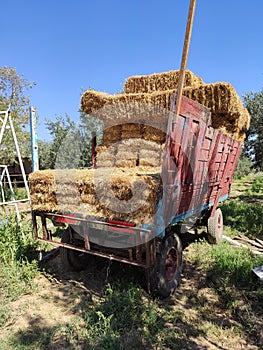 A lot of bales of fresh straw or hay in the trailer on the background of a green forest. Tractor Trailer full of yellow fragrant s