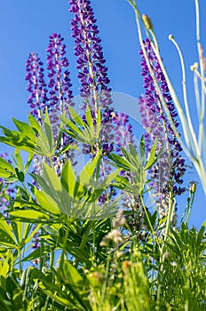 A lot of beautiful lupine flowers of lilac color