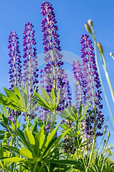 A lot of beautiful lupine flowers of lilac color