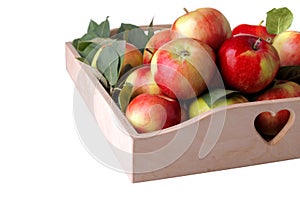 A lot of beautiful mature fresh apples on a tray on a white isolated background