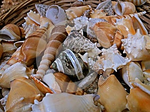 A lot of beautiful shells, Greek souvenirs. close up